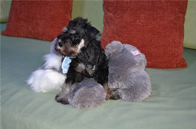 龙港市钻石犬舍出售雪纳瑞幼犬,雪纳瑞多少钱,送货上门,全国包邮