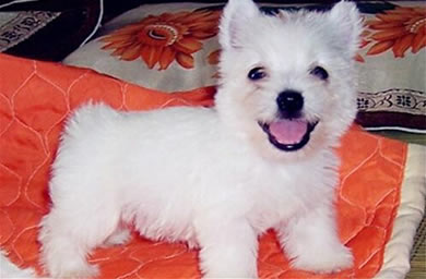 青岛市钻石犬舍出售西高地幼犬,西高地多少钱,送货上门,全国包邮