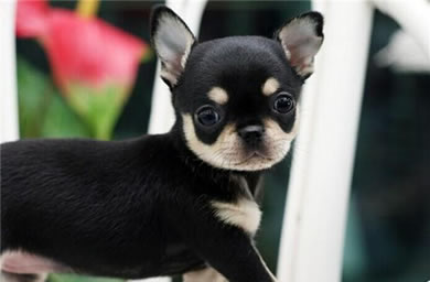 枣庄市钻石犬舍出售吉娃娃幼犬,吉娃娃多少钱,送货上门,全国包邮