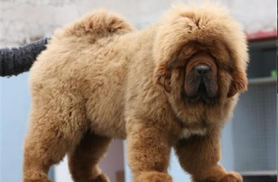 济宁市钻石犬舍出售藏獒幼犬,藏獒多少钱,送货上门,全国包邮