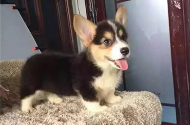 开封市咪哩特品牌犬舍出售精品柯基幼犬,柯基多少钱,三保政策保障您的权益