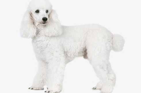 巨贵犬