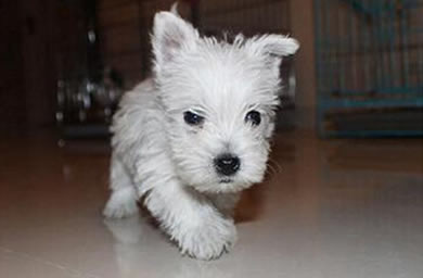 新乡市顶级犬舍出售精品西高地幼犬,西高地犬多少钱,三保政策保障您的权益