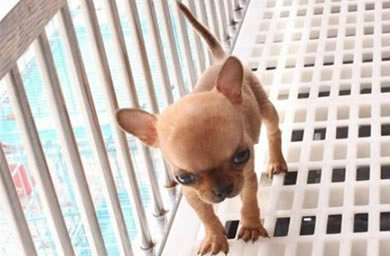 濮阳市顶级犬舍出售精品吉娃娃幼犬,吉娃娃犬多少钱,三保政策保障您的权益