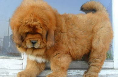 许昌市顶级犬舍出售精品藏獒幼犬,藏獒多少钱,三保政策保障您的权益