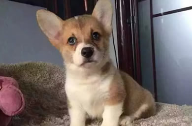 厦门市犬舍高品质,纯种柯基幼犬多少钱,包（纯种、健康、满意）