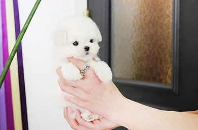 三明市犬舍高品质,纯种比熊幼犬多少钱,包（纯种、健康、满意）