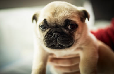 莆田市犬舍高品质,纯种巴哥幼犬多少钱,包（纯种、健康、满意）