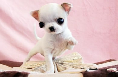 龙岩市犬舍高品质,纯种吉娃娃幼犬多少钱,包（纯种、健康、满意）