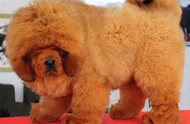 厦门市犬舍高品质,纯种藏獒幼犬多少钱,包（纯种、健康、满意）