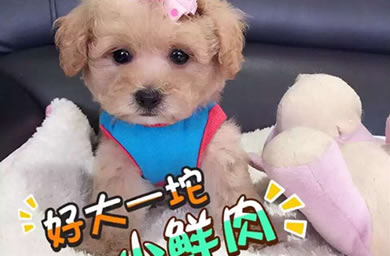 上海犬舍出精品小泰迪贵族棕高品质玩具泰迪犬/极品幼犬待售