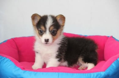 天津犬舍出精品小柯基贵族高品质玩具柯基犬/极品幼犬待售