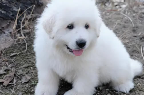 如何科学控制大白熊犬的食量？