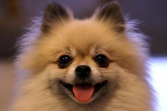 博美犬有口臭为什么