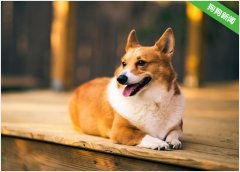 柯基犬为什么会哭