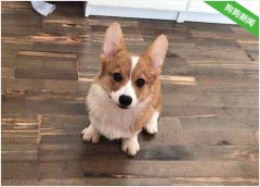 柯基犬不给摸爪子