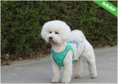 比熊犬适合女生饲养吗？