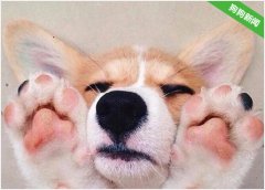 柯基犬为什么会经常舔自己的脚后跟？