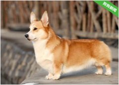 柯基犬发情了会有哪些表现？
