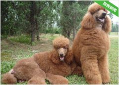 巨贵犬经常有泪痕要怎么呢？