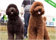 巨贵犬得了皮肤病要怎么办？