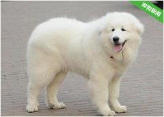 大白熊犬毛发怎么越来越糙了？要怎么办？