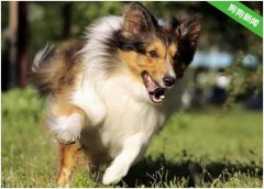 喜乐蒂犬胆子太小了要怎么办？