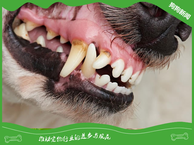 狗狗牙齿松动了怎么办？保养得当能晚掉2年牙！