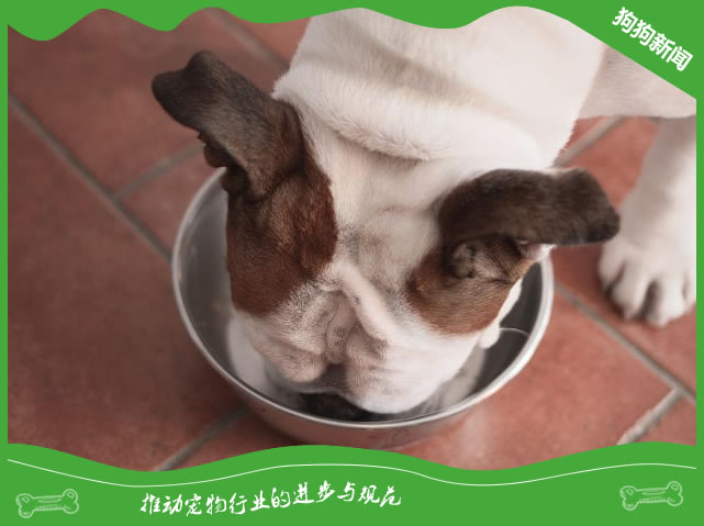 狗狗吃完东西后有没有饱腹感？看看这几个地方就知道了