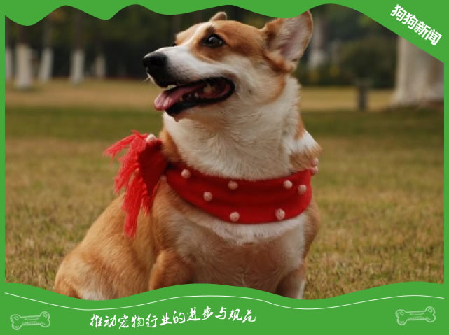 这三种狗狗是公认的白眼狼，看完你还想养吗？