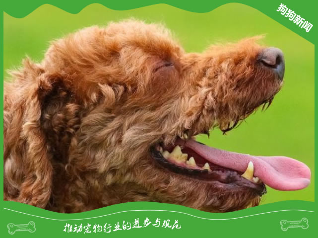 狗狗一直喘气不停，做好以下三点轻松解决！