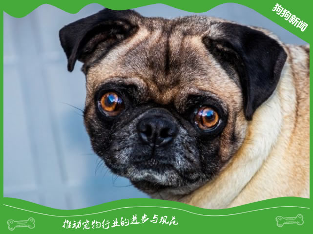 一文教你解决狗眼睛的分泌问题