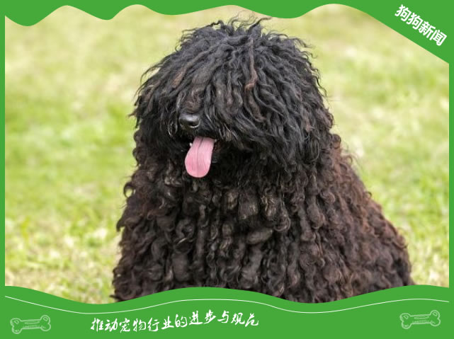 想知道波利犬为什么禁养？