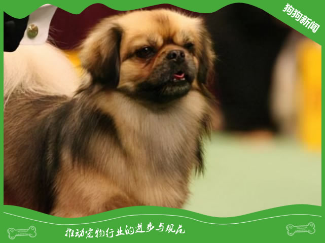 为什么不建议你养京巴犬？