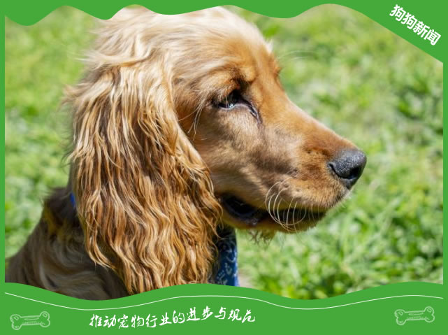 培养一只快乐的英国可卡犬