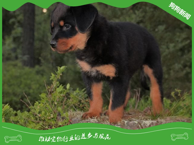 了解罗威纳犬的性格与训练特点