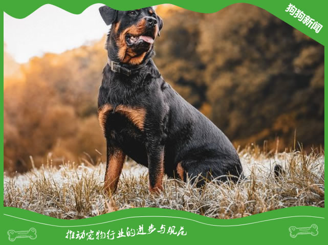 罗威纳犬的常见疾病、预防和保健