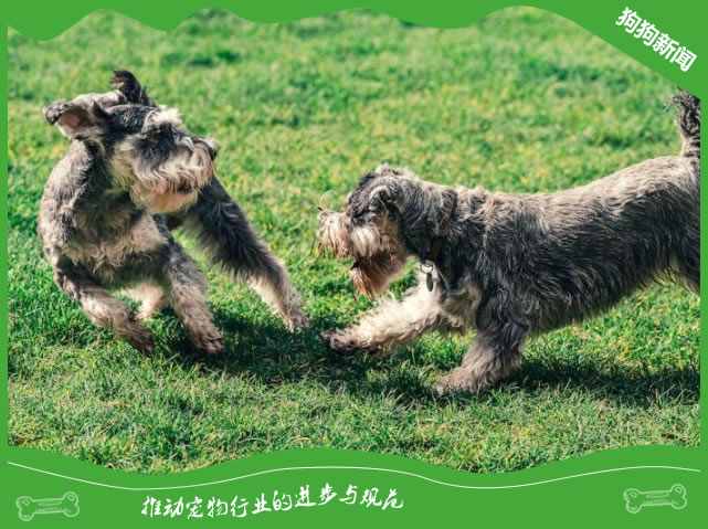 了解雪纳瑞犬的性格与训练特点