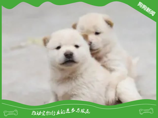 刚出生的金毛小狗不张嘴吃奶怎么办