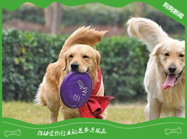 生鸡架给狗狗吃好吗？