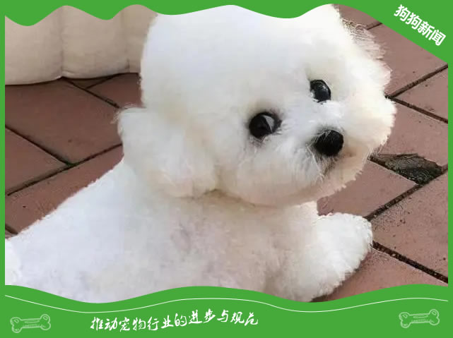 5个不可忽视的比熊犬养护秘诀，专家揭秘！