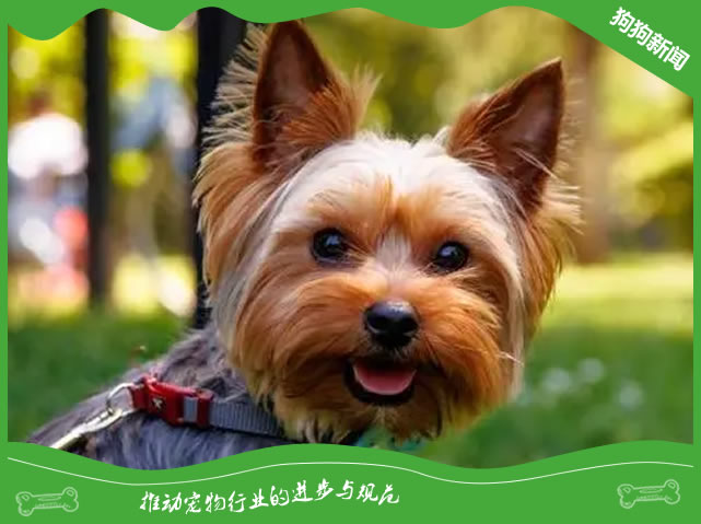 约克夏犬养护秘籍：日常5大注意点！