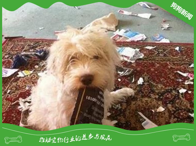 做好环境管理，狗狗少闯祸