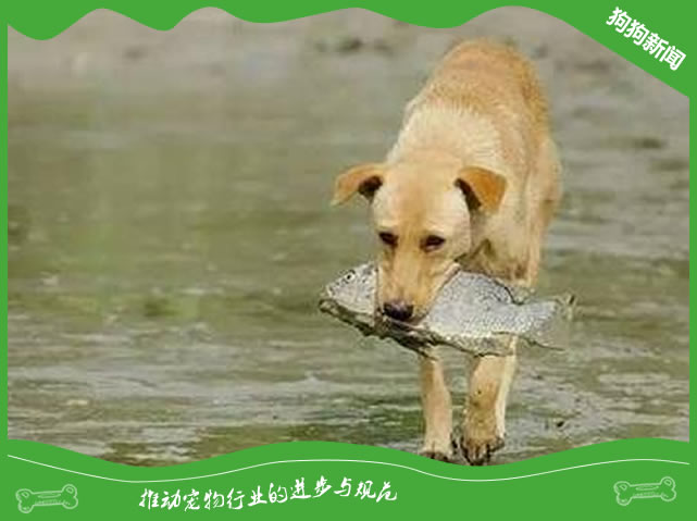 狗狗吃鱼好吗？