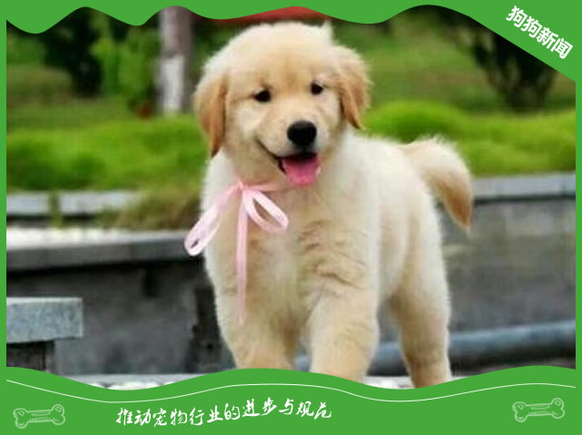 椰子油对狗狗的利与弊