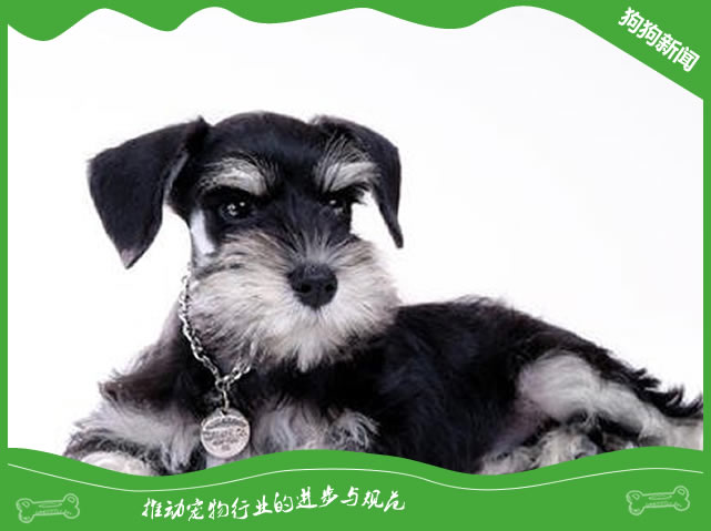 雪纳瑞经常挠身上是怎么回事？