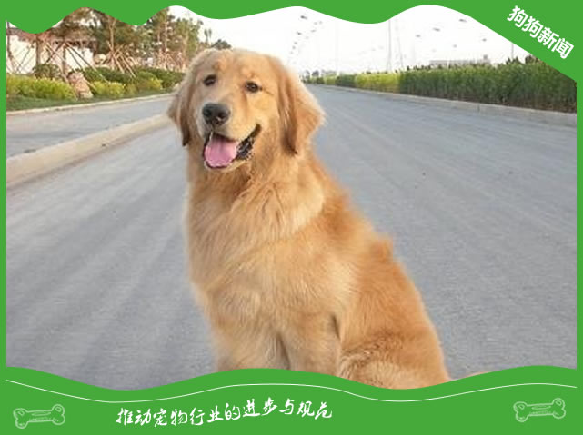 金毛多大开始换毛？