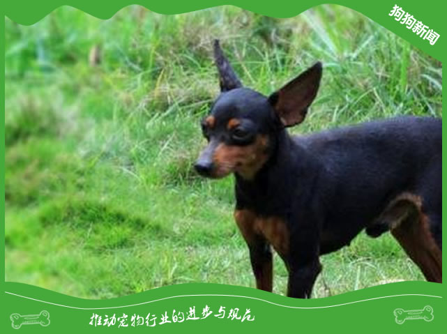 小鹿犬和泰迪哪个智商高？