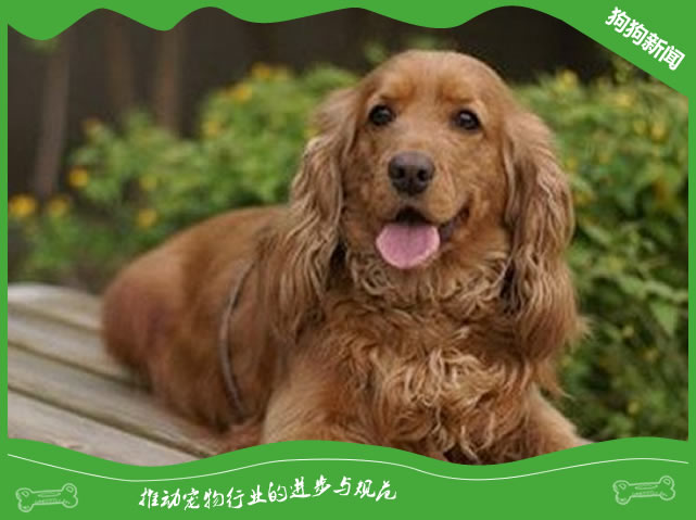 可卡犬为什么不值钱?