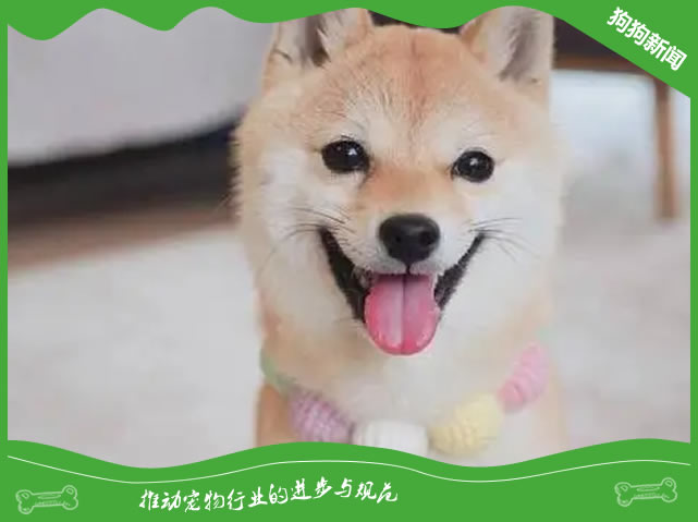 柴犬喂养全攻略：5大秘诀让爱宠更健康！